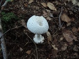 Amanita abrupta image