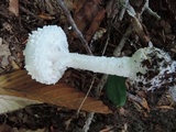 Amanita abrupta image