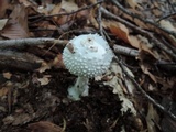 Amanita abrupta image
