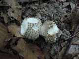Amanita atkinsoniana image