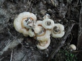 Lactarius psammicola f. glaber image