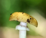 Stropharia hardii image