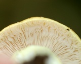 Stropharia hardii image