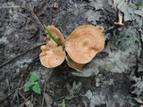 Lactarius proximellus image