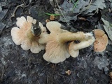 Lactarius proximellus image