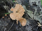 Lactarius proximellus image