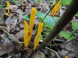 Clavulinopsis laeticolor image