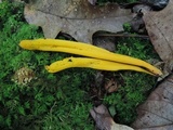 Clavulinopsis laeticolor image