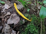 Clavulinopsis laeticolor image