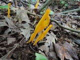 Clavulinopsis laeticolor image