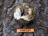 Gastropila fumosa image