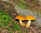 Gyroporus castaneus image