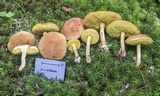 Xerocomus illudens image