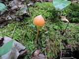 Entoloma quadratum image