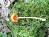 Entoloma quadratum image