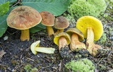 Xerocomus morrisii image
