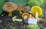 Xerocomus morrisii image
