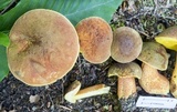 Xerocomus morrisii image