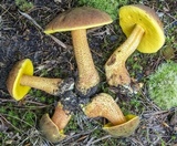 Xerocomus morrisii image