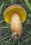 Xerocomus morrisii image