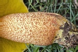 Xerocomus morrisii image