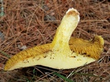 Suillus americanus image