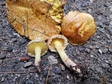 Suillus americanus image