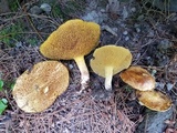 Suillus americanus image