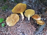 Suillus americanus image