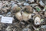Tylopilus variobrunneus image