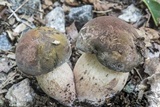 Tylopilus variobrunneus image