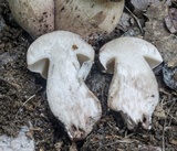 Tylopilus variobrunneus image