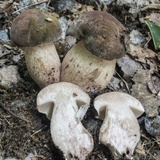 Tylopilus variobrunneus image