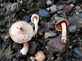 Inocybe whitei image