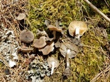 Tricholoma moseri image