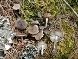 Tricholoma moseri image