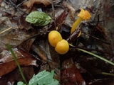 Humidicutis marginata var. concolor image