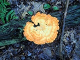 Laetiporus cincinnatus image