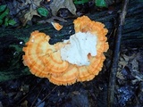 Laetiporus cincinnatus image