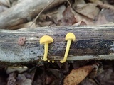 Cyptotrama chrysopepla image