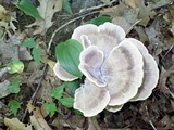 Meripilus sumstinei image