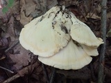 Meripilus sumstinei image