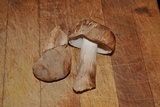 Tylopilus felleus image