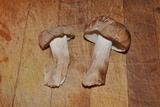 Tylopilus felleus image