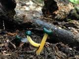 Leotia viscosa image