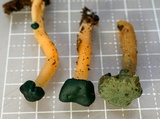 Leotia viscosa image