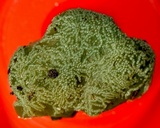 Leotia viscosa image