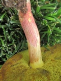 Baorangia bicolor image