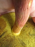 Baorangia bicolor image
