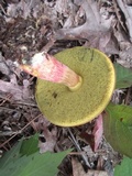 Baorangia bicolor image